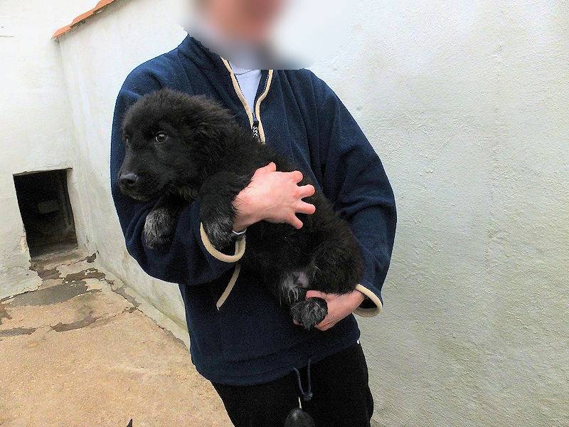 Adotta un cane, taglia media contenuta, maschio, Frosinone