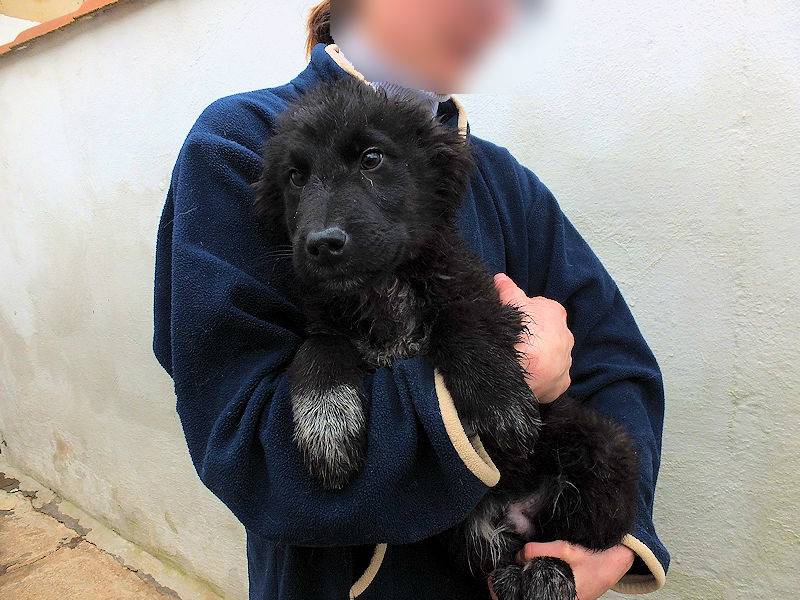 Vuoi adottare un cane a Frosinone?