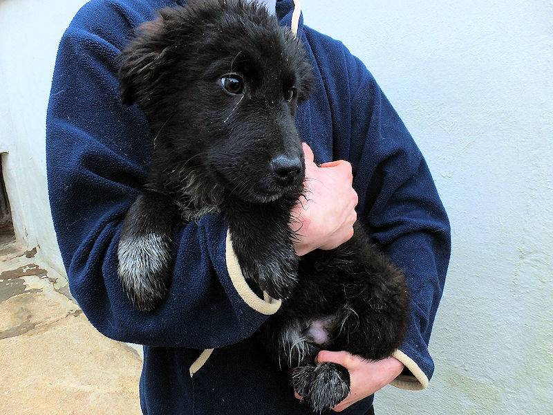 Adotta il cane MOMO a Frosinone