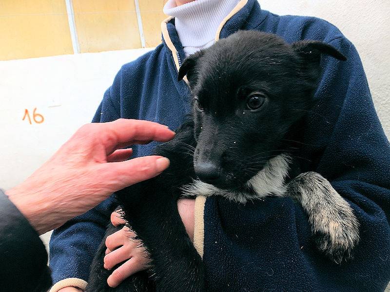 Vuoi adottare un cane a Frosinone?