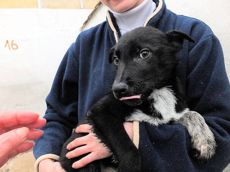 Adotta il cane MAIKO a Frosinone
