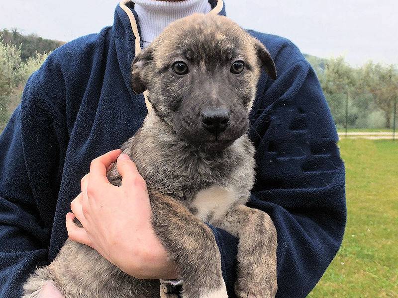 Adotta un cane, maschio, 4 mesi, Frosinone