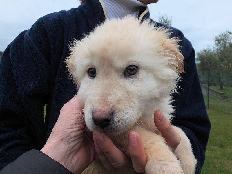 Vuoi adottare un cane a Frosinone?