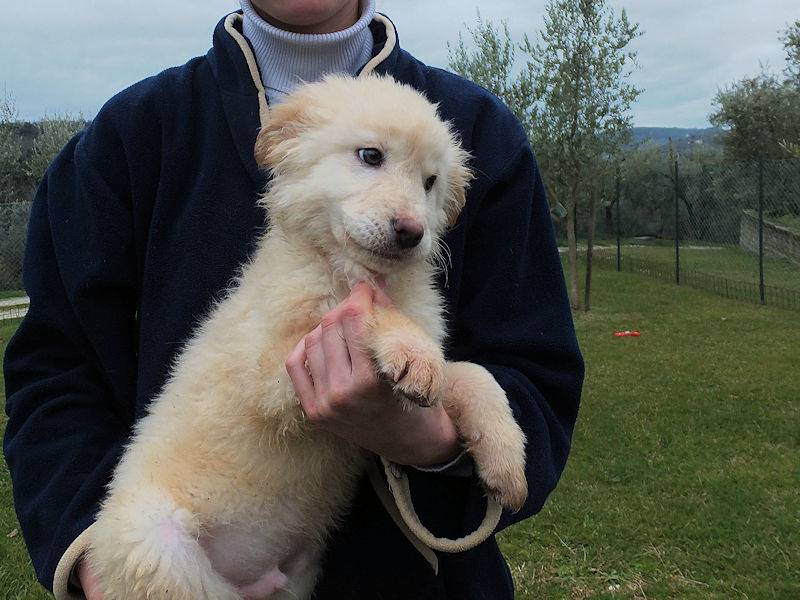 Adotta il cane PADDY a Frosinone