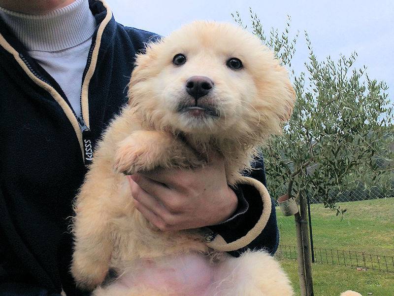 Adotta un cane, taglia media, maschio, Frosinone