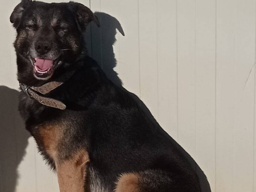 Adotta il cane Rambo a Cosenza