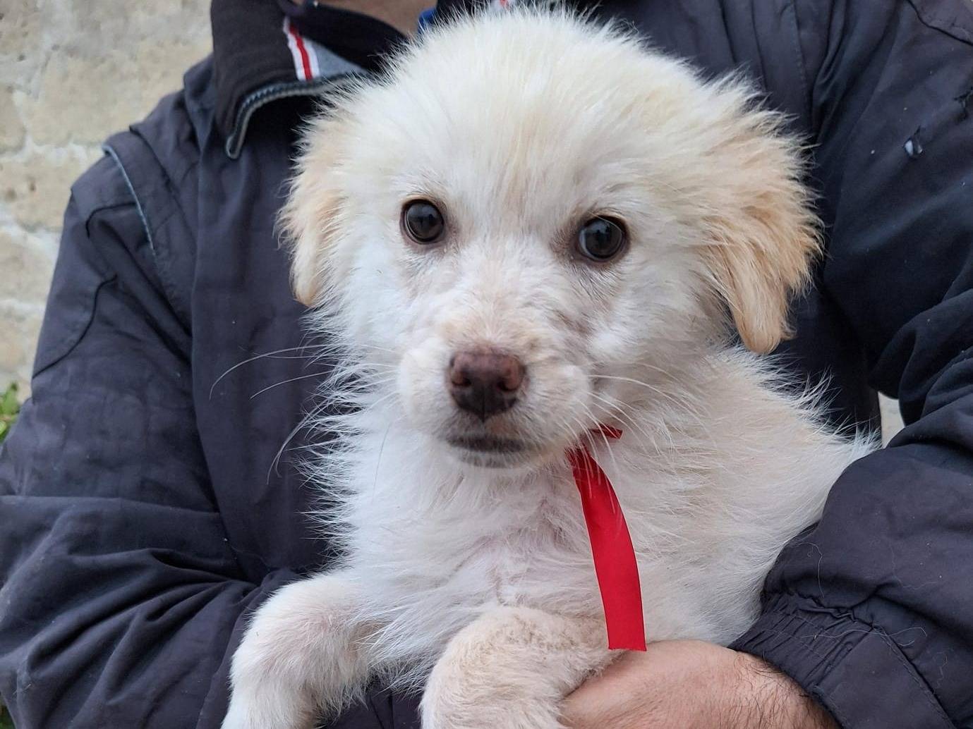 Vuoi adottare un cane a Padova?