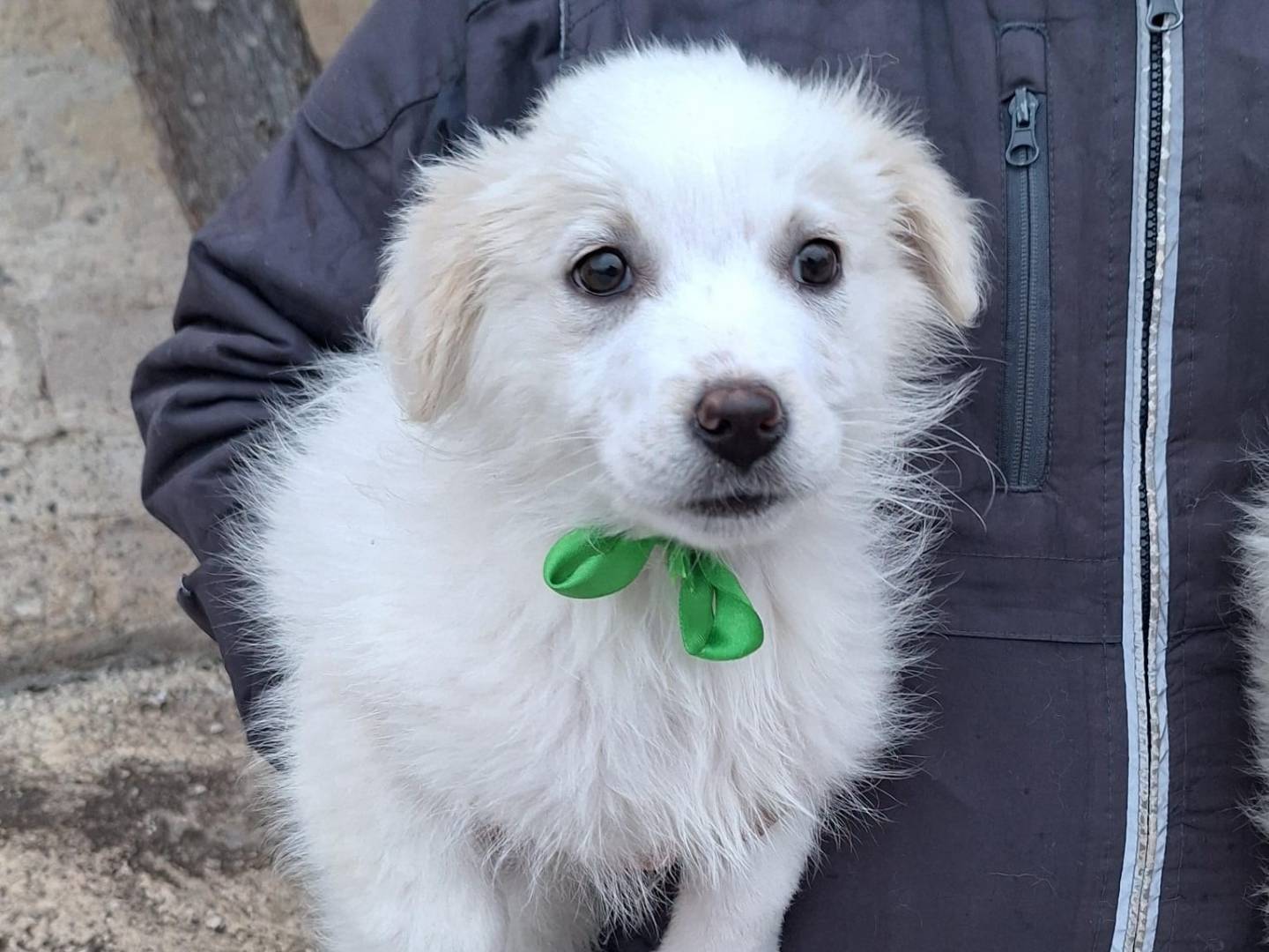 Adotta il cane Sorelline Deliziose a Padova