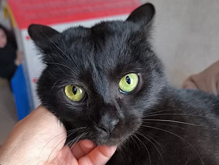 Adotta un gatto, femmina, 10 mesi, Bari