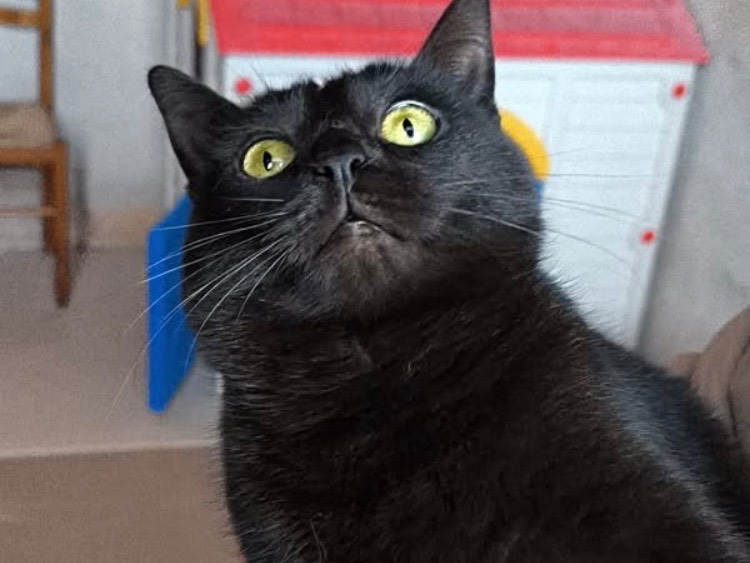 Adotta un gatto, taglia non valida, femmina, Bari