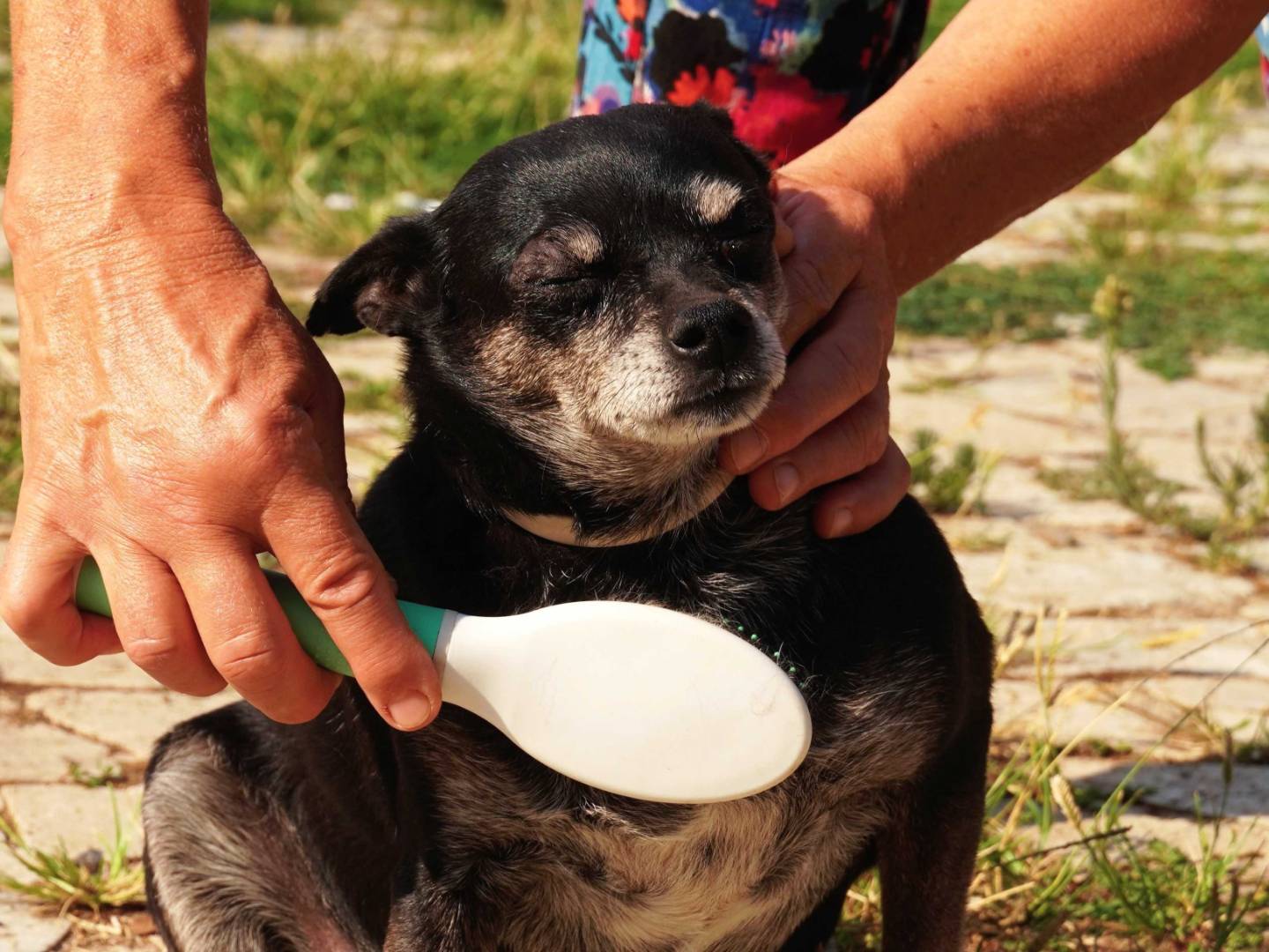 Vuoi adottare un cane a Latina?