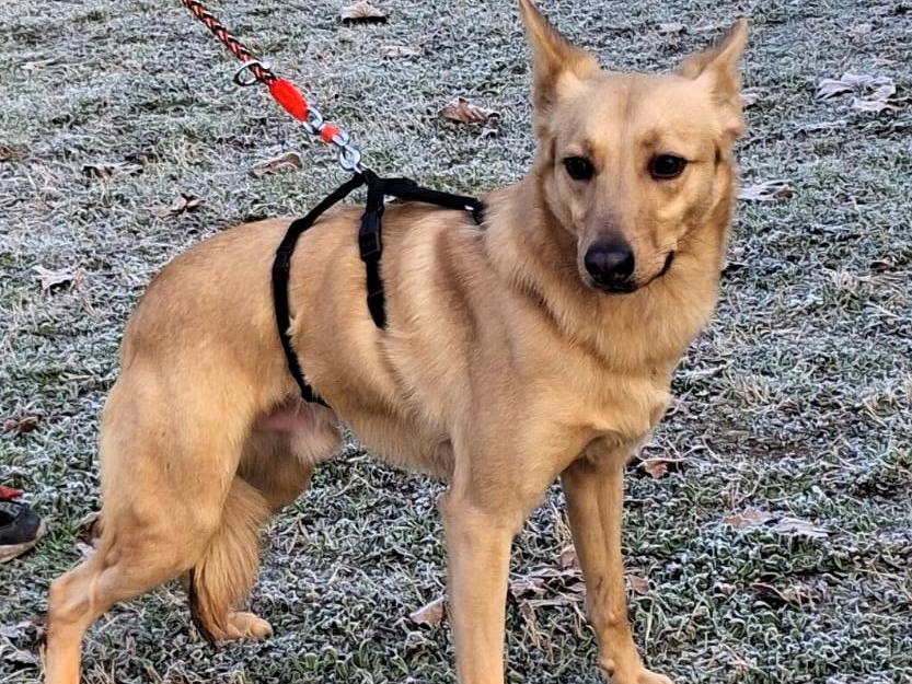 Adotta un cane, maschio, 2 anni e 3 mesi, Milano