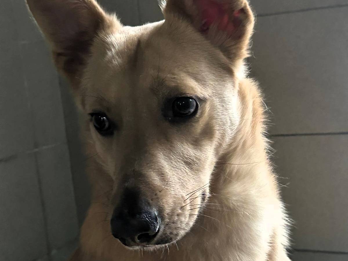 Adotta un cane, taglia media, maschio, Milano