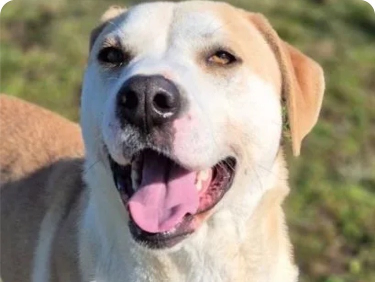 Vuoi adottare un cane a Brescia?