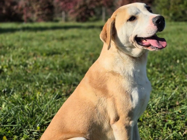 Adotta il cane Thiago a Brescia