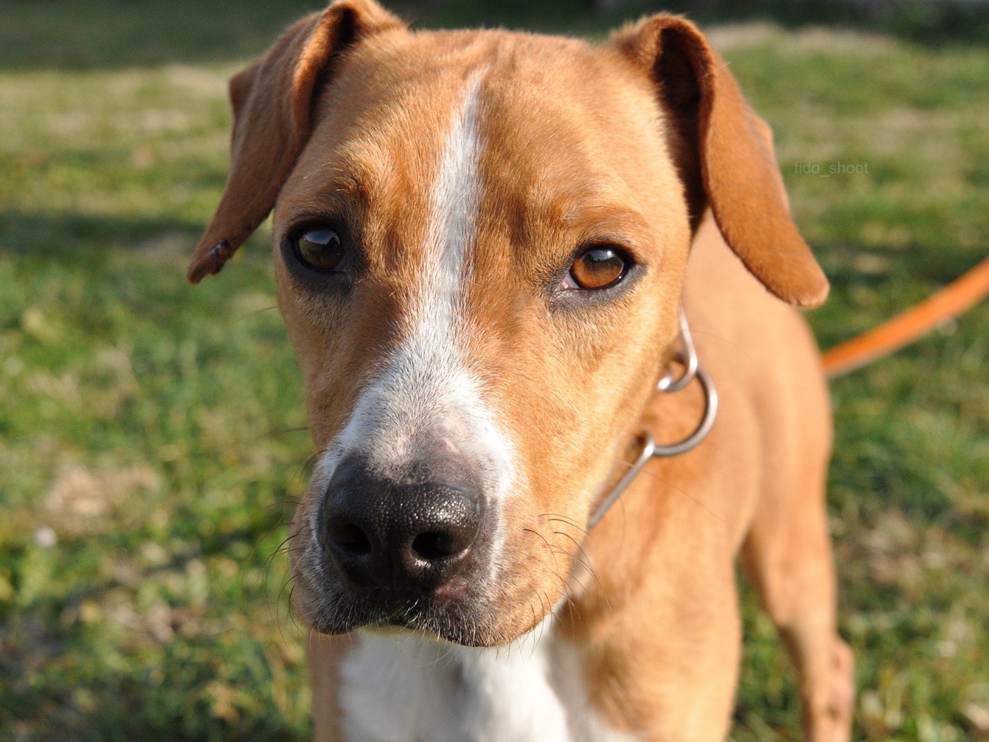 Adotta un cane, maschio, 2 anni, Pescara
