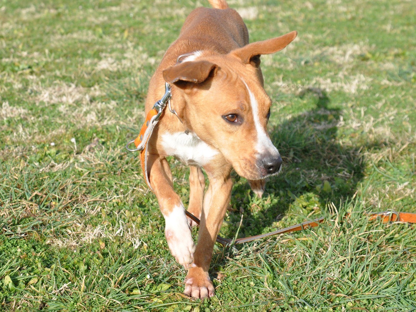 Adotta un cane, taglia media, maschio, Pescara