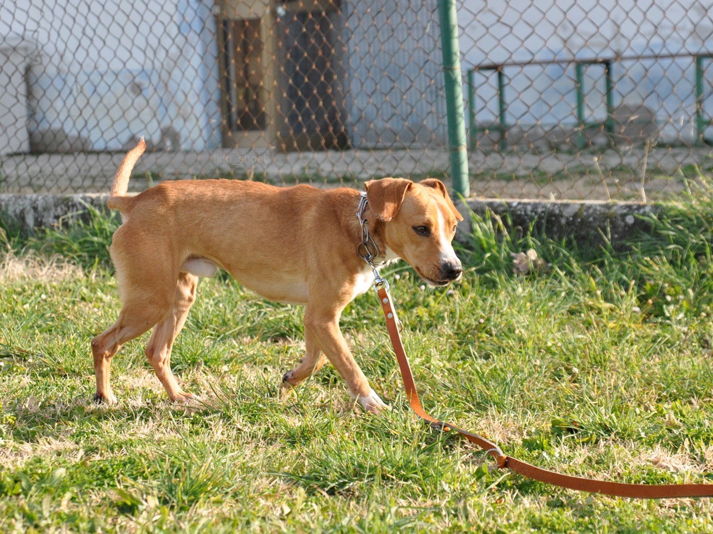 Vuoi adottare un cane a Pescara?