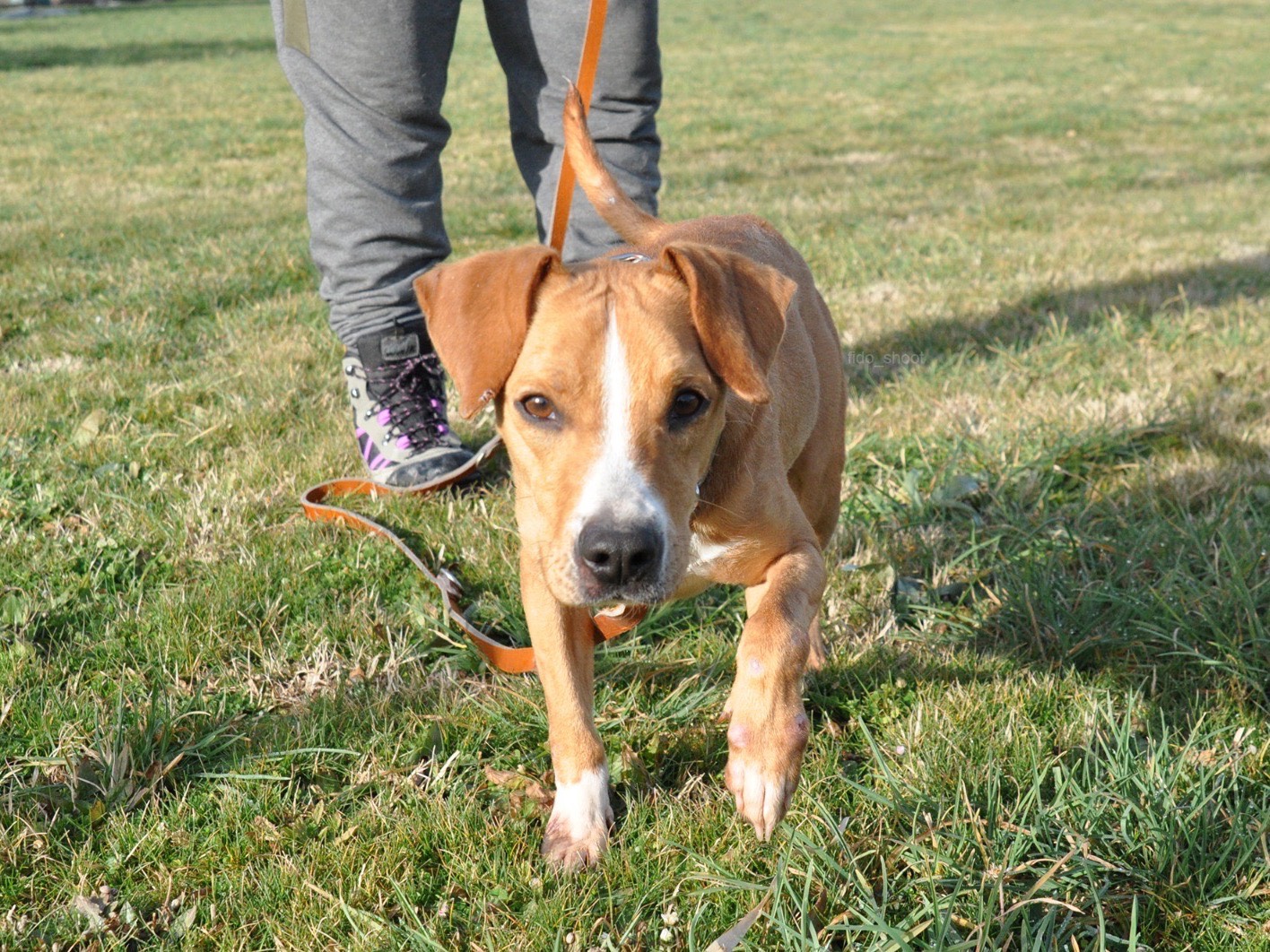 Adotta il cane Pinuccio  a Pescara
