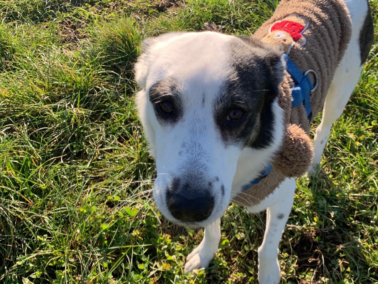 Adotta un cane, taglia media, maschio, Milano