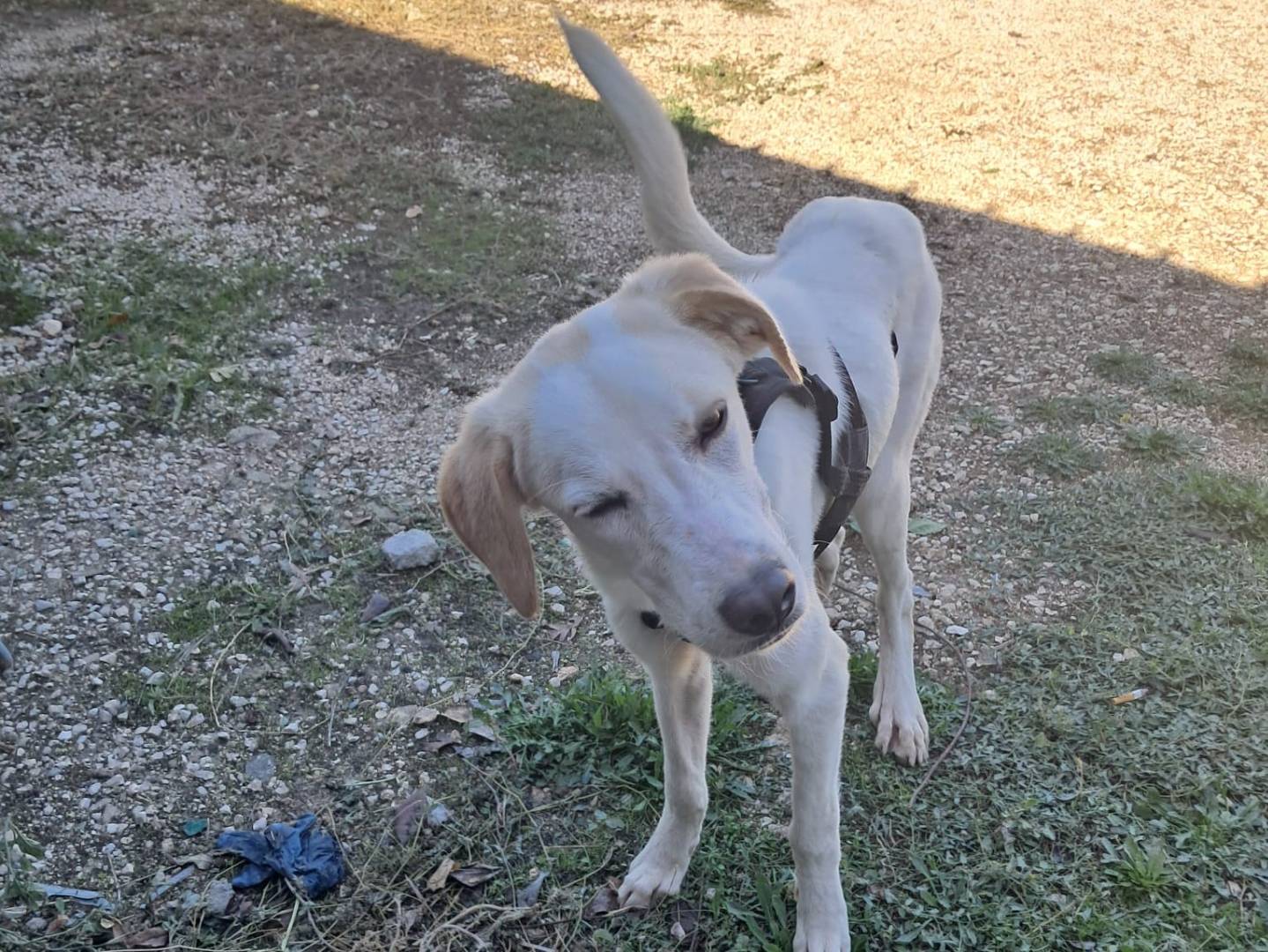 Vuoi adottare un cane a Novara?