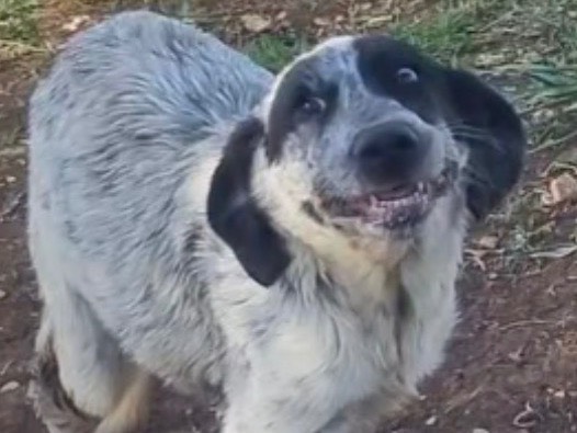 Adozione cane, maschio, Razza sconosciuta Razza sconosciuta, 7 mesi, taglia media contenuta, Latina
