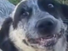 Adotta un cane, maschio, 7 mesi, Latina