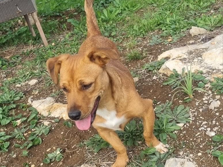 Adozione cane, maschio, Razza sconosciuta Razza sconosciuta, 1 anno e 3 mesi, taglia piccola, Latina