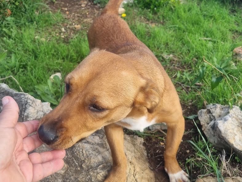 Adotta un cane, maschio, 1 anno e 3 mesi, Latina