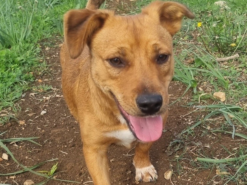 Vuoi adottare un cane a Latina?