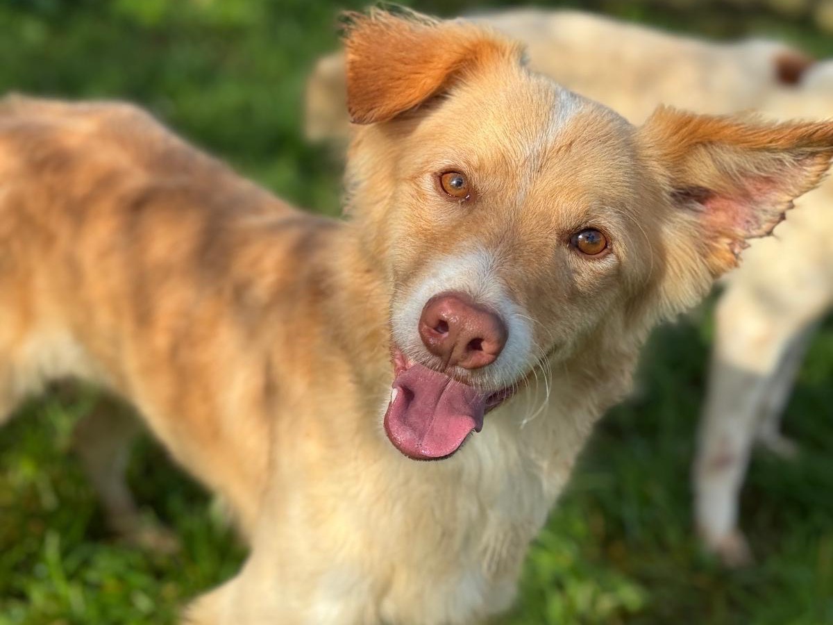 Adozione cane, maschio, Razza sconosciuta Razza sconosciuta, 1 anno e 5 mesi, taglia piccola, Frosinone