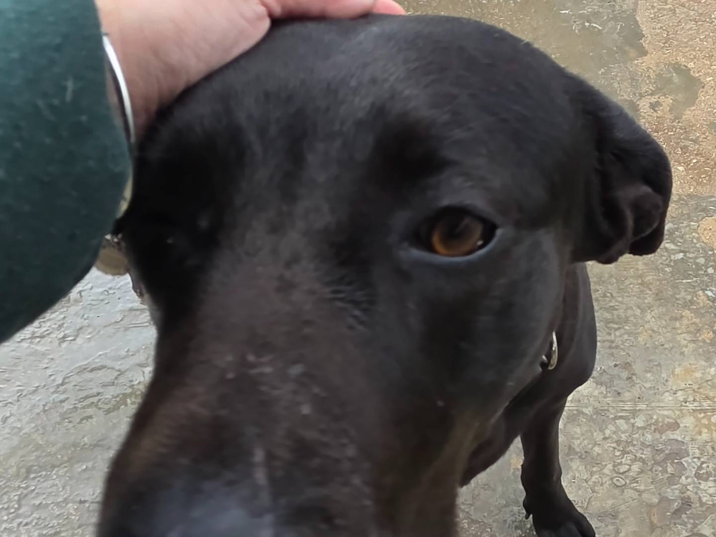 Adozione cane, femmina, Razza sconosciuta Razza sconosciuta, 2 anni e 7 mesi, taglia gigante, Napoli