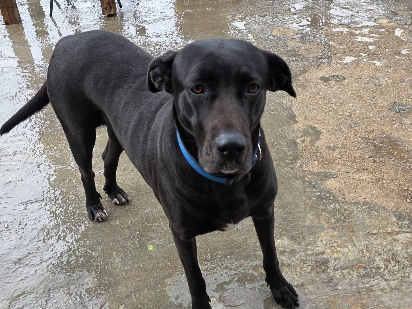 Adotta un cane, femmina, 2 anni e 7 mesi, Napoli