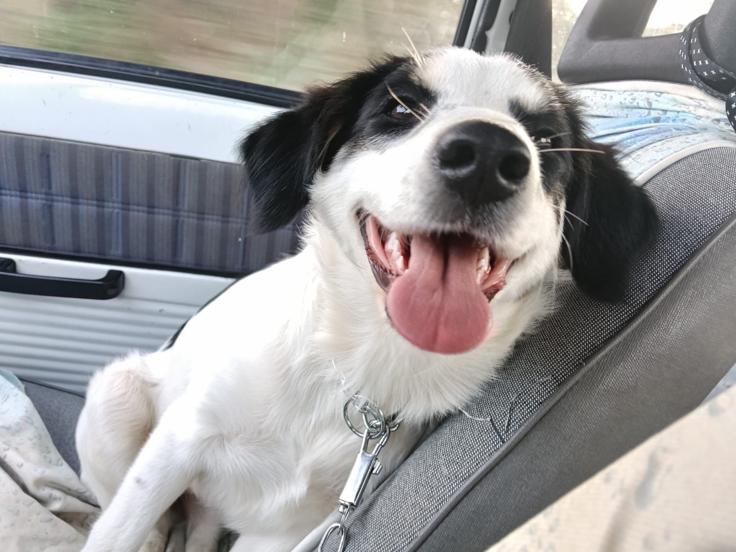 Adozione cane, femmina, Border Collie Razza sconosciuta, 3 mesi, taglia media, Siracusa
