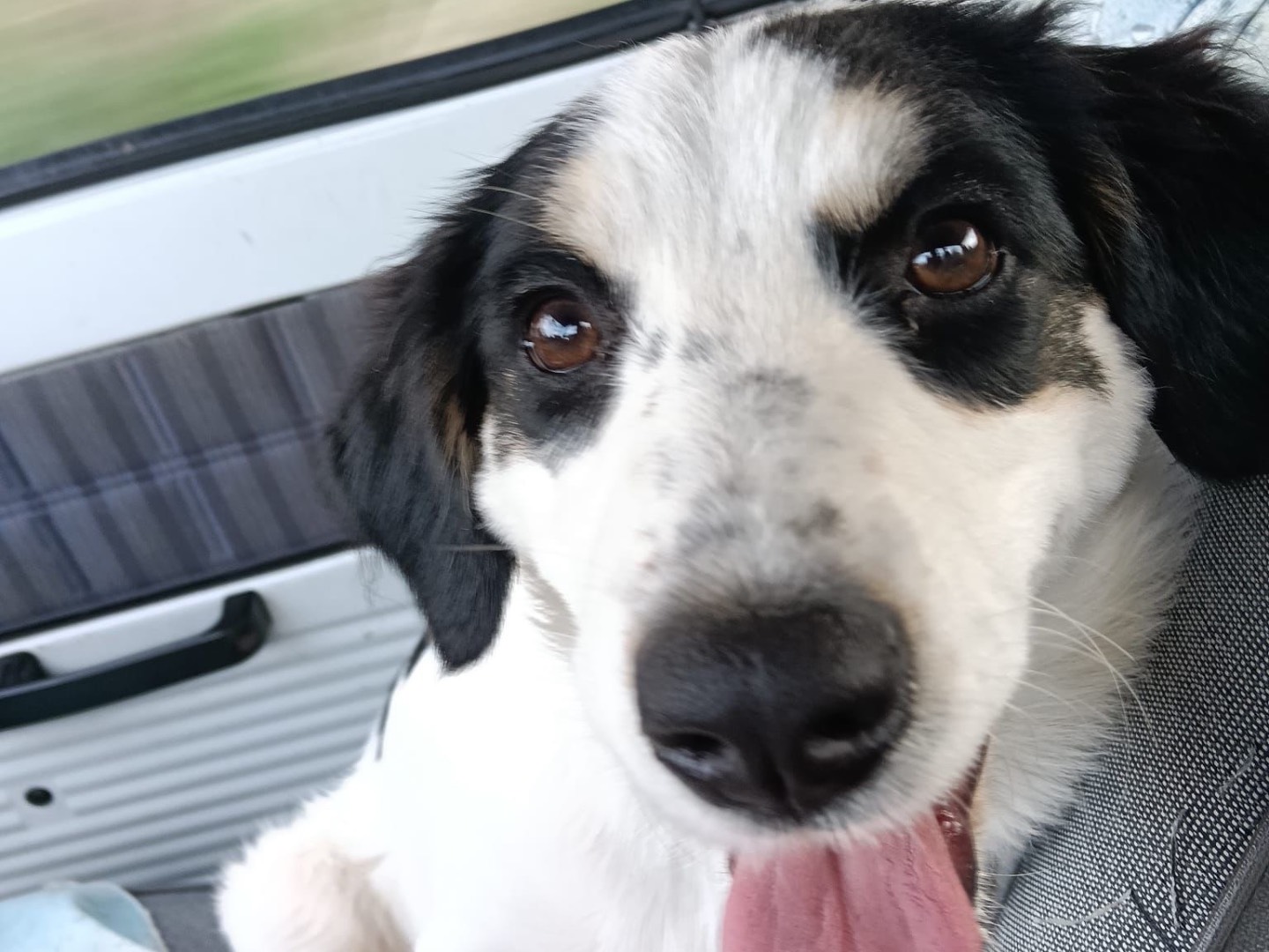 Adotta un cane, femmina, 3 mesi, Siracusa