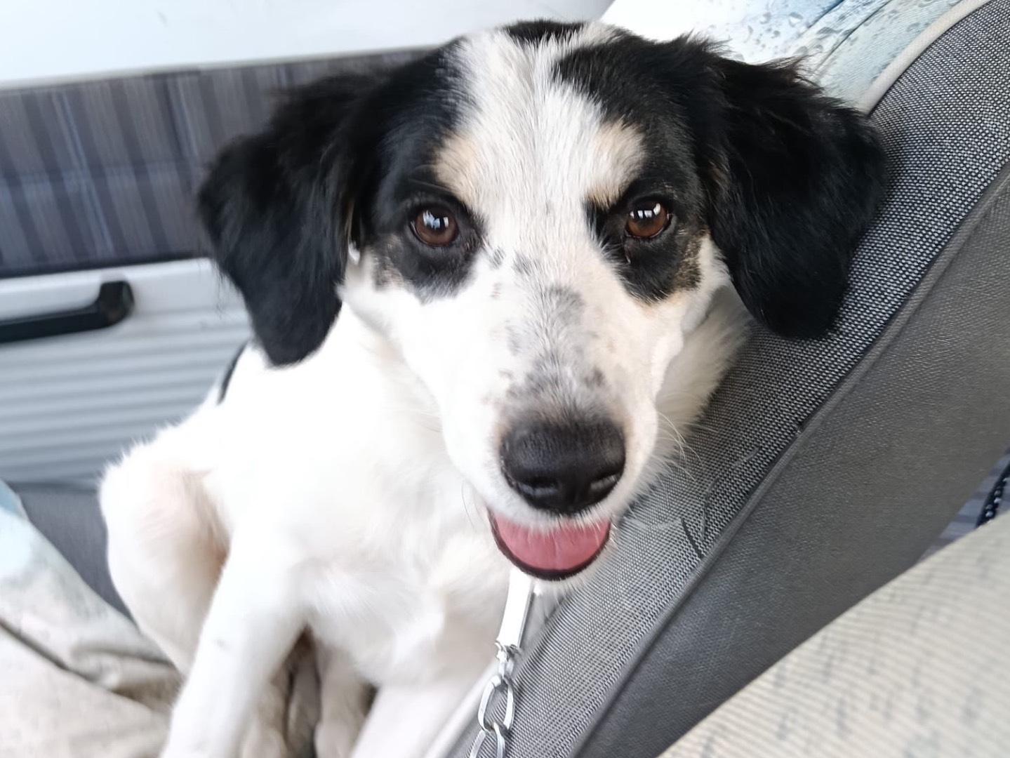 Adotta un cane, taglia media, femmina, Siracusa