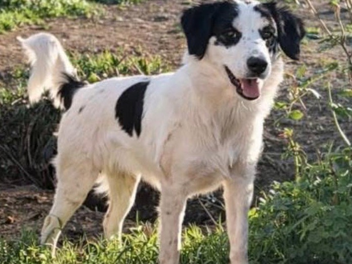 Vuoi adottare un cane a Siracusa?