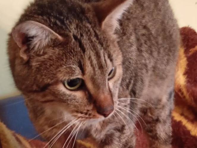 Vuoi adottare un gatto a Roma?