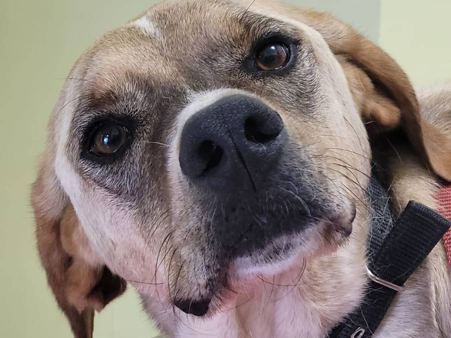 Adozione cane, maschio, Razza sconosciuta Razza sconosciuta, 4 anni e 11 mesi, taglia media, Milano