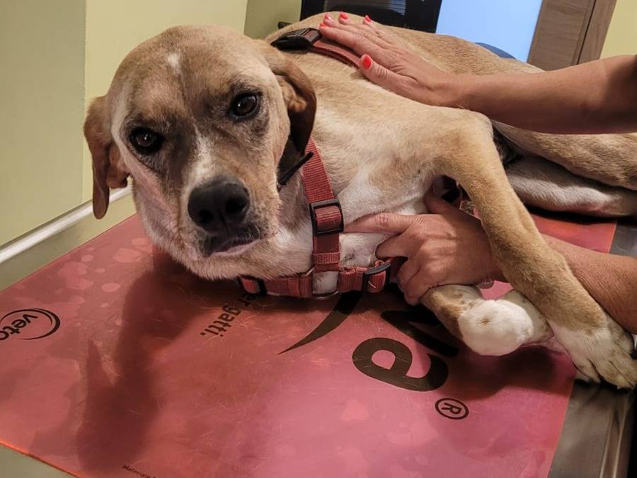 Adotta un cane, taglia media, maschio, Milano