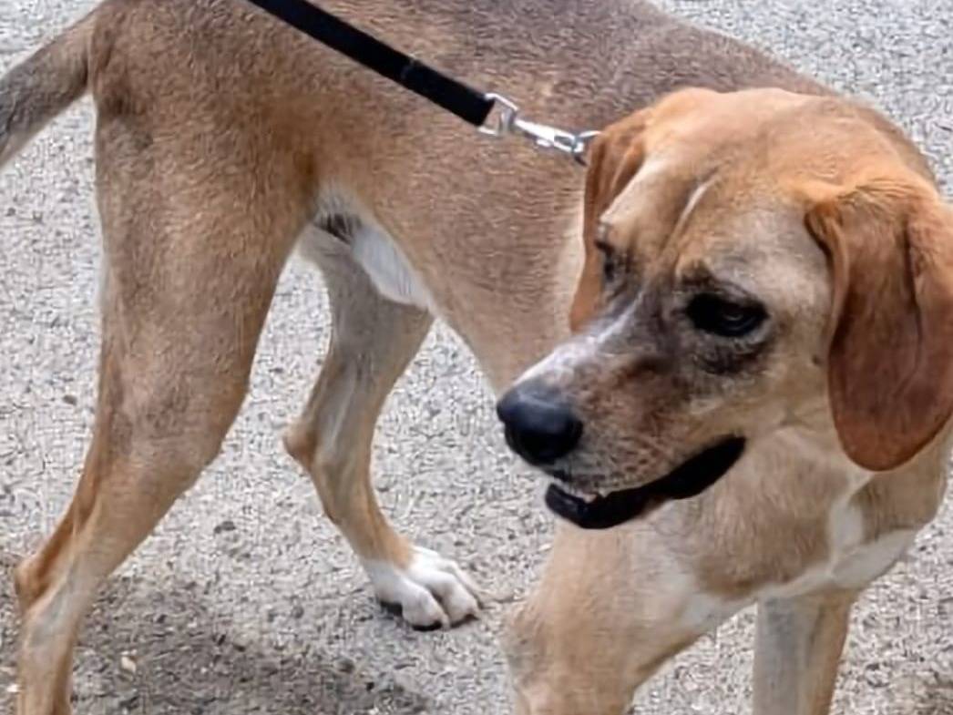 Vuoi adottare un cane a Milano?