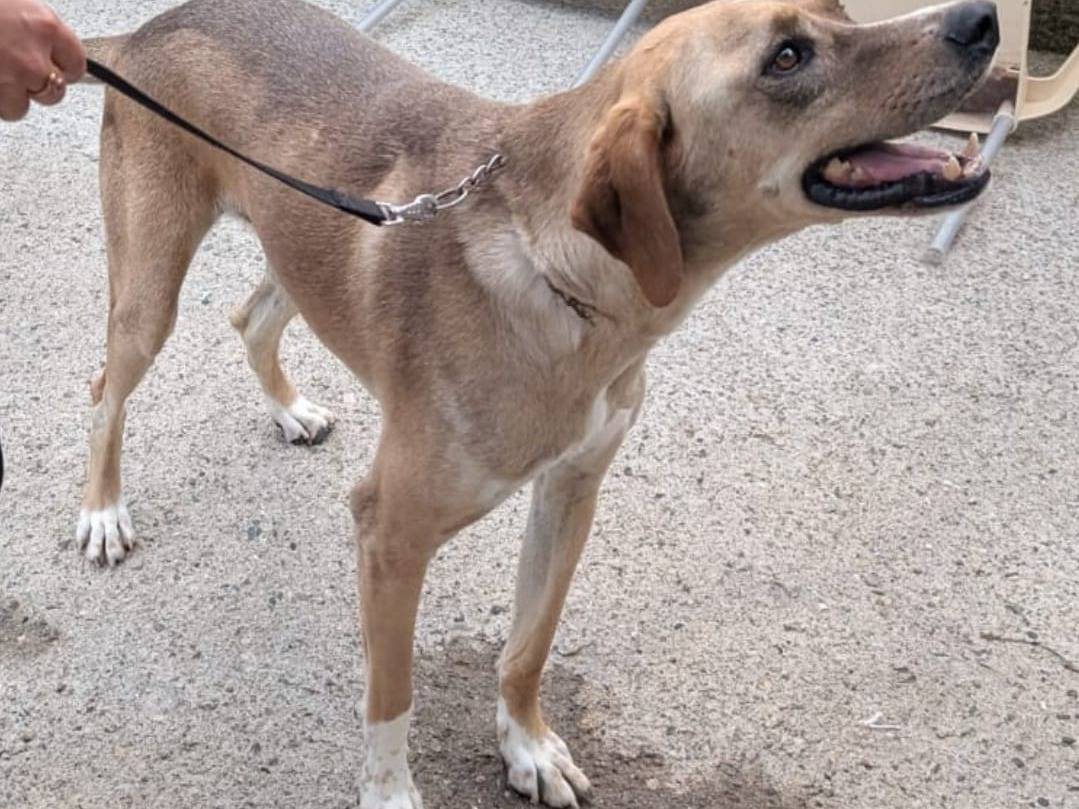 Adotta il cane DYLAN a Milano