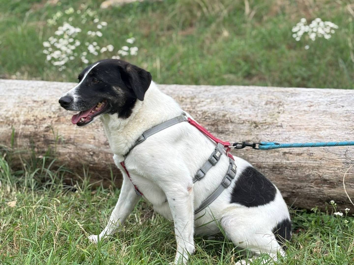 Adotta un cane, femmina, 3 anni e 5 mesi, Milano