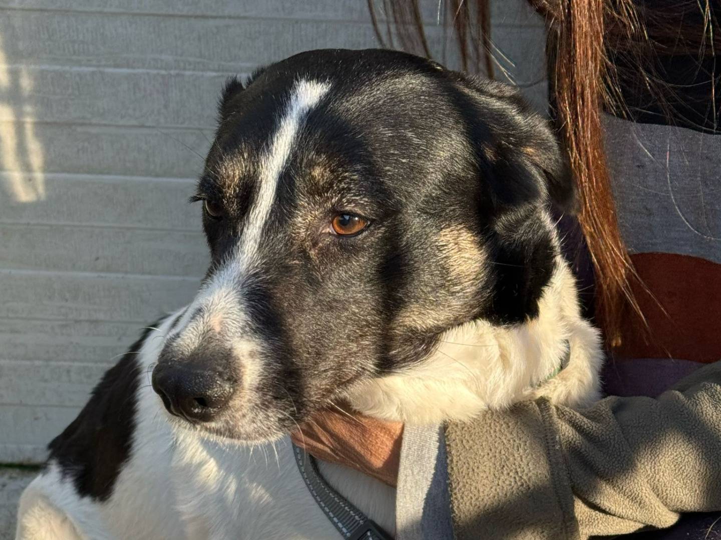 Vuoi adottare un cane a Milano?