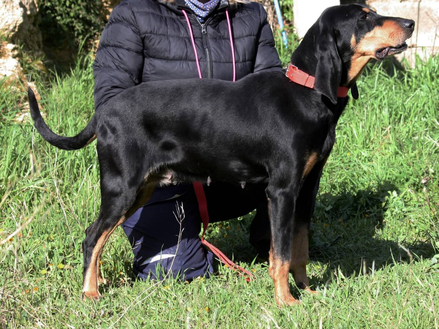 Adotta un cane, taglia media, femmina, Bari