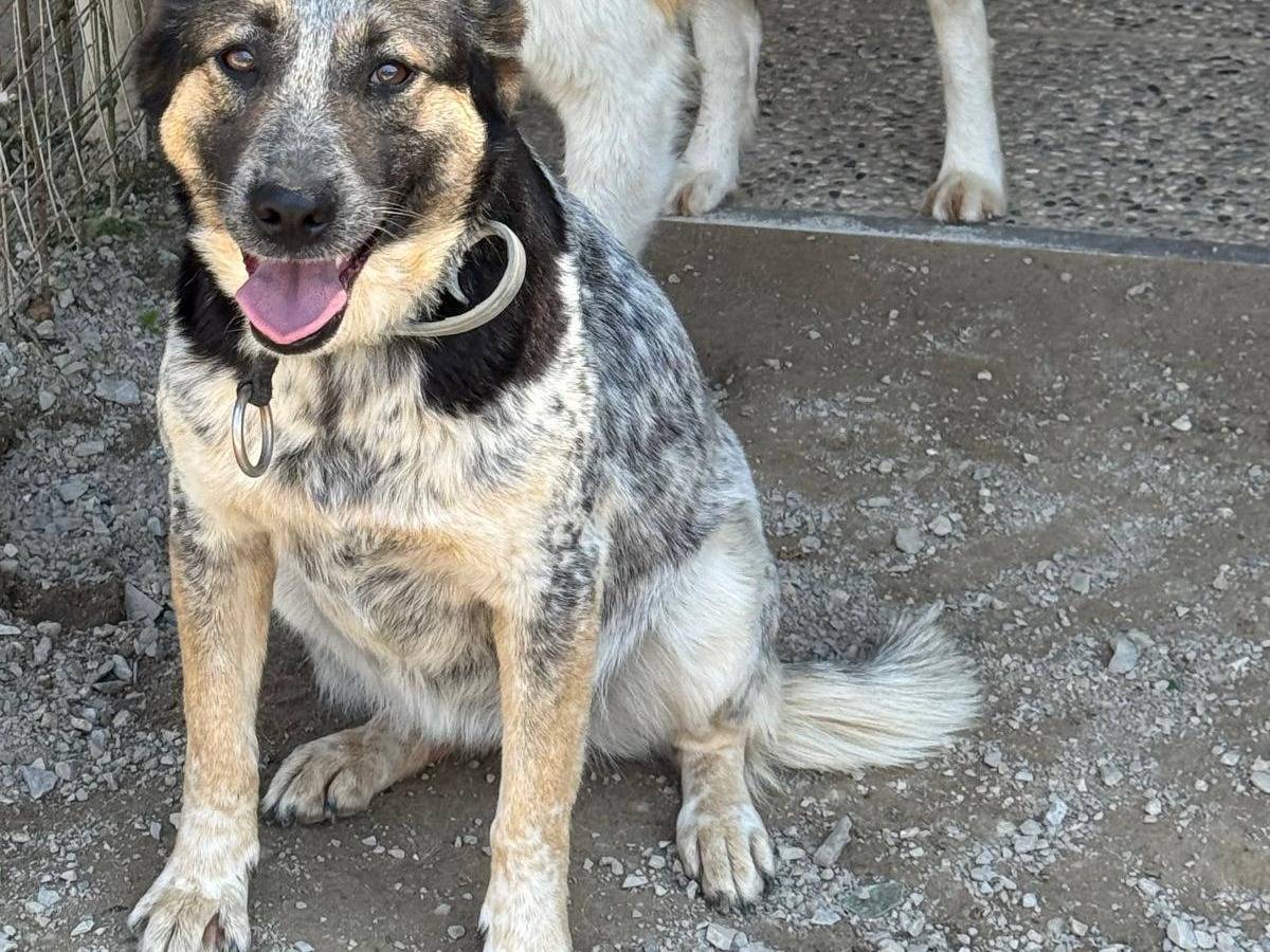 Vuoi adottare un cane a Milano?