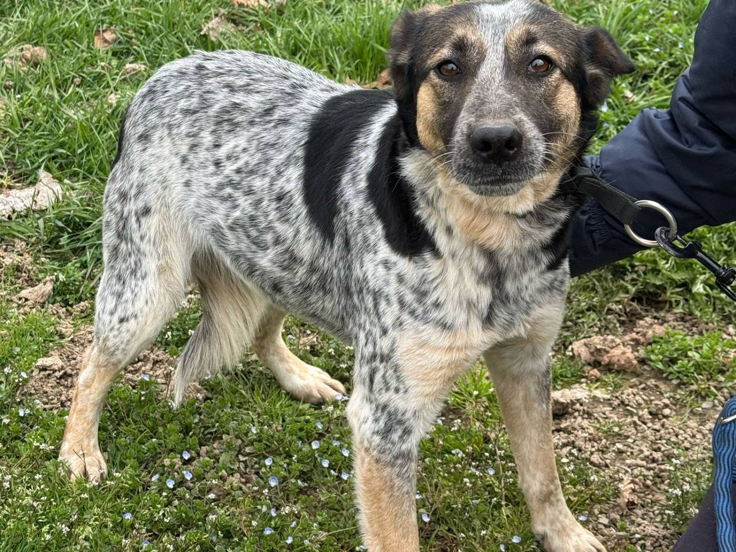 Adotta il cane DIVY a Milano