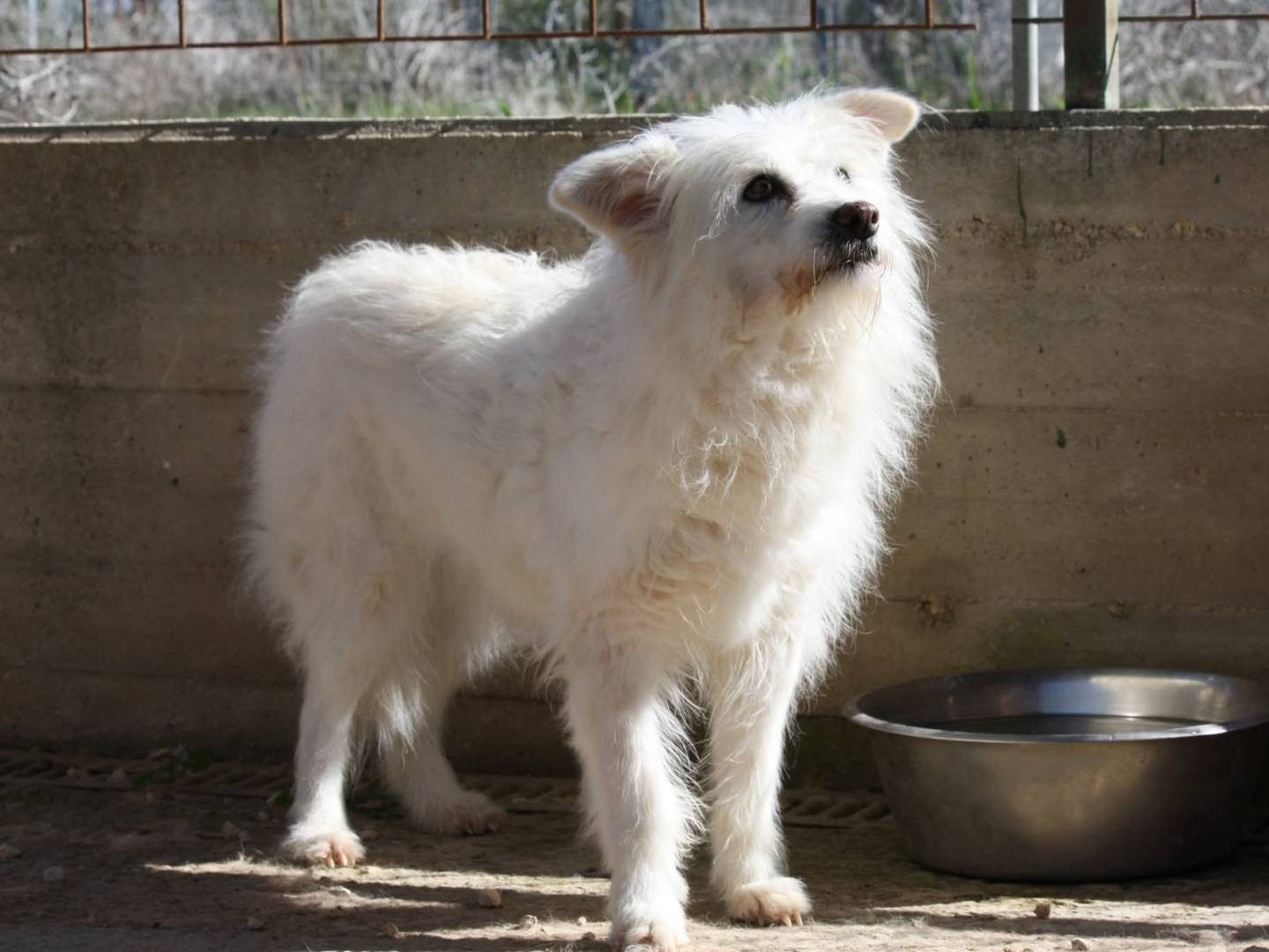 Vuoi adottare un cane a Bari?