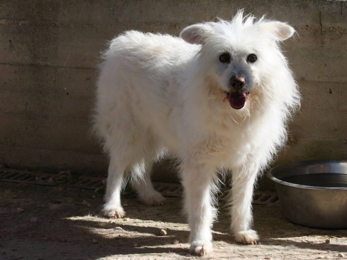 Adotta il cane Neve a Bari