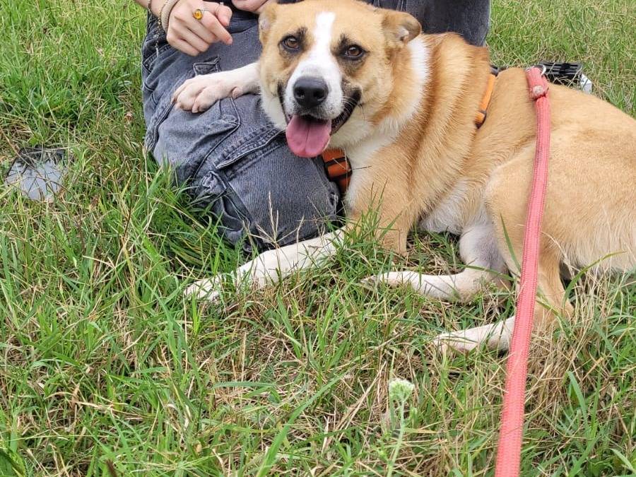 Adotta un cane, femmina, 3 anni e 1 mese, Milano